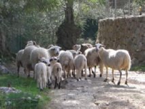 AGRICULTURA (5)  IMAGEN FOTOGRAFIA  5 